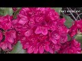 43 beauty of rhododendron nova zembla