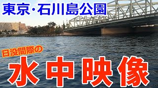 【東京都/石川島公園】隅田川河口の水中ってどんな感じなの？？？