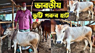 ভারতীয় ভুট্টি গরুর দাম জেনে নিন | ভুট্টি গরুর হাট | ভুট্টি গরু | vutti cow | ভুট্টি ষাঁড় গরুর দাম