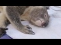 Koala Bear / Life of Koala Documentary