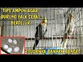 tips merawat burung falk agar cepat bertelur