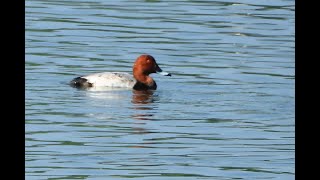 有朋自遠方來   東港溪的嬌客 紅頭潛鴨Pochard 5隻（2022 12 05）