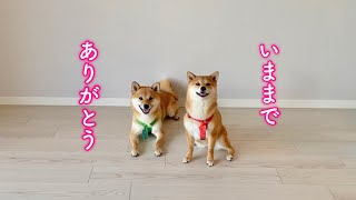 旅立ちの日…ちょっぴり寂しそうな柴犬姉弟(T-T)