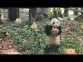 20240809 Part 5 -  Le Le, Qing Zai & Qing Bao  - Giant Panda Birthday Season Enrichment @Dujiangyan