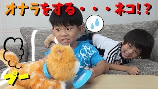 かわいい 赤ちゃんネコが動画中にオナラ⁉️🙀💦仲良し兄弟 brother4が動物好きにおすすめします💕