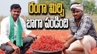 రంగా మిర్చి బాగా పండింది | Sri Sagar Seeds Ranga-279