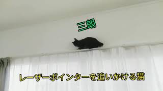 レーザーポインターを追いかける猫