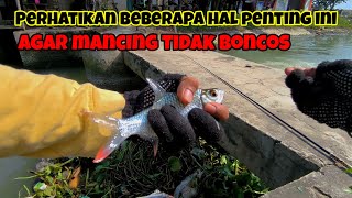 Hal penting yang harus dilakukan agar mancing tawes tidak boncos #fishing #umpanmancing