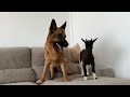 german shepherd reacts to baby goat