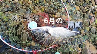 シリーズ浜名湖287　奥浜名湖　6月のクロダイ