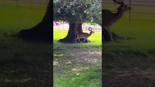 Albino Fallow Deer - Belton House near Lincoln - Grantham