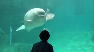 【名古屋港水族館】ナナゆっくりバブルリング