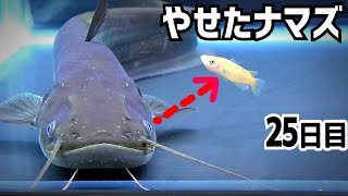 空腹のナマズの水槽にメダカを投入すると…【痩せたナマズ25日目】