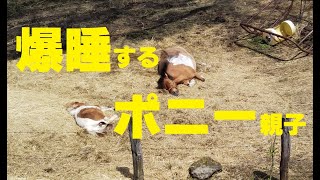 【馬】眠れる森の凰仁郎とママ