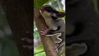 പുവാപ്പൂ 🐿🔥 Sugar Glider ന്റെ പേര് എങ്ങനെയുണ്ട് #sugarglider #pets #petslover #Adamfarms