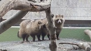 もっふもふエゾタヌキ兄妹 りくとゆき／円山動物園