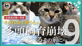 【保護猫活動の現場】多頭飼育崩壊が起こるその前に…#9/Protective cat/Animal hoarding collapse