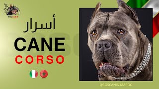 Cane corso - أسرار كاني كورسو