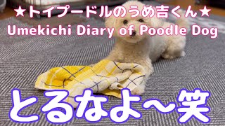 とるなよ〜笑 ★トイプードルのうめ吉くん(1550日目)★Umekichi Diary of Poodle Dog