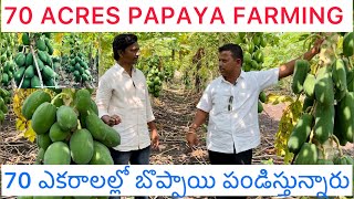 Papaya farming 70 acres//బొప్పాయి 70 ఎకరాలల్లొ సాగు#farming