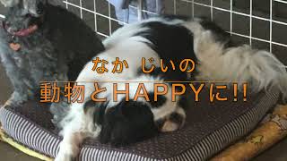 なか じいの動物とHappyに!!  強化のタイミング　即時強化　＃即時強化＃問題行動