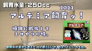 アルテミア飼育＃03　孵化してから、はじめてのエサやり！・・孵化した数は意外と多め？