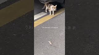 猫とネズミ #Shorts #TikTok #animals #cat #おすすめ #ねこ #ねこのいる生活 #猫 #猫のいる暮らし #猫動画 #動物 #ネコ #癒し