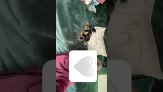 So cute x Go sub to @X.theyluvvus.X #chorkie #clover #cute #blowup #dance #song #chi #dog #chihuahua