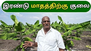 இரண்டு மாதத்திற்கு குலை... | Banana Farming with Ponnuswamy oils | Organic farming