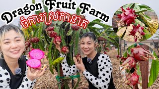 WOW! Dragon Fruit Farm In California | ចំកាស្រកានាគនៅ California (4K)