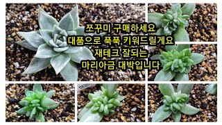 12월 16일 쪼꼬미 구매하셔요 대품으로 키워서 번식번식 재테크 해드려욤