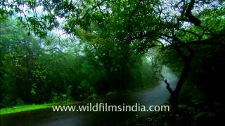 Mist covered road leading to Satara Hill station, Maharashtra