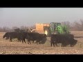 Cattle Supplements During Drought