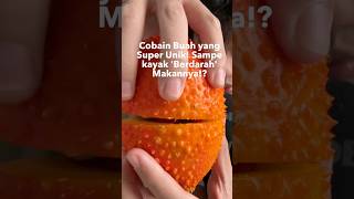 Cobain buah super unik! Buah GAC!