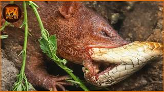 Deadliest Snake Attacks Caught on Camera | Wild Animals
