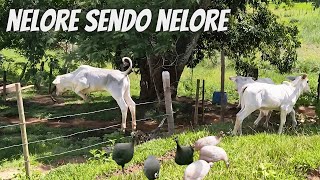 Nelore Calf Went Crazy | Returning to the Nests of Guinea Fowl