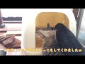 土管の中の子猫　　子猫とトイレ