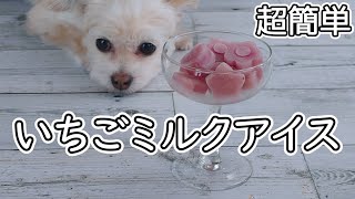 【超簡単！】チワプーと作る犬用おやつ　かわいい『いちごミルクアイス』の手作りレシピ