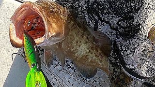 Insane! Grouper Inhaling Giant Trolling Lures and Live Bait!