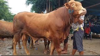 19 JUTA !! GEGER GEDEN 🔥 SAPI JUMBO DITAWAR MURAH | Pasar Sukorejo