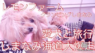 【愛犬と旅行】レモンファームグランピングしまなみに行ってきたょ～