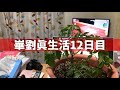 【家庭菜園14日目】崋劉眞の曲を聴いて育ったトマトとバジルの物語【長州よさこい連崋劉眞】