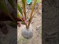 ஒரு விதையில் மூன்று பிள்ளை nature agriculture farming shorts beautiful