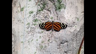 Papilonia Butterfly House, Prague, Czech Republic