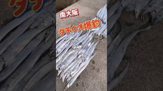 8/30(水)釣れ過ぎたww#大阪湾 #釣り #fishing #太刀魚#ウキ釣り#風物詩#入れ食い