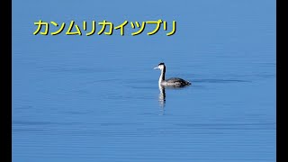 [4K60P]野鳥：カンムリカイツブリ／Ｓ湖