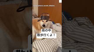 柴犬の反応が面白すぎる😂　#柴犬　#犬　#おもしろ #犬のいる暮らし #かわいい