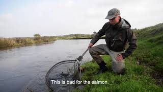 Careful and protective treatment of the salmon from River Skjern