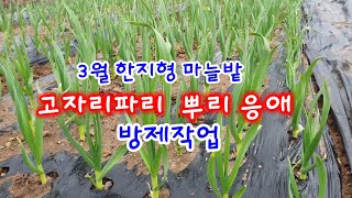 한지형마늘밭 고자리파리, 뿌리응애 방제 작업 ▶️4월 마늘밭 관리 (3차웃거름주기, 수분공급)