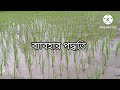 আমন ধানে আর ইউরিয়া সার লাগবে না এভাবে থিয়োভিট প্রয়োগ কোরলে ।।